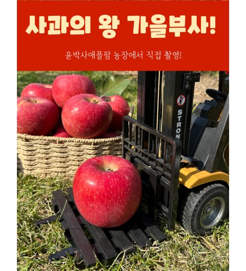 가을사과 [부사]  5kg 18과 [중소과]